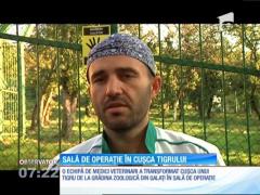 Cuşca unui tigru fioros s-a transformat în sală de operaţie