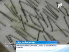 Cățelușă hrănită cu ace pentru că a rămas gestantă!
