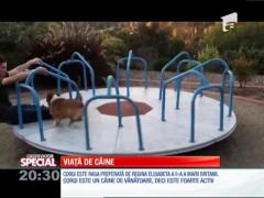 Special! Cel mai agitat cățel