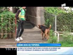 Imagini șocante! Câine ucis cu toporul