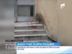 Un şoarece a fost filmat în curtea policlinicii din Turda