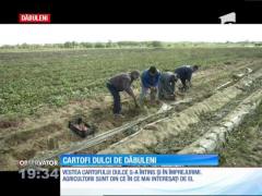 Cartofii dulci de Dăbuleni. Un kilogram poate ajunge şi la 10 lei