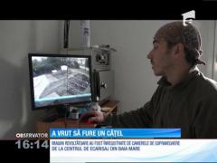 Au vrut să fure un câine de la Centrul de Ecarisaj din Baia Mare