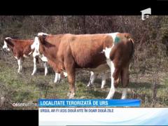 Urşii fac ravagii într-o comună din Alba! Două vaci au căzut pradă animalelor sălbatice