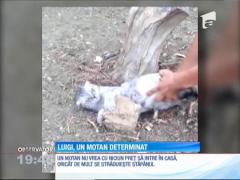 Luigi, un motan determinat