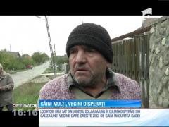 O femeie dintr-o comună doljeană şi-a terorizat vecinii cu zecile de câini pe care îi creşte
