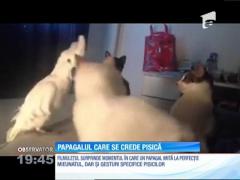 Un papagal se crede pisică. Miaună și scuipă