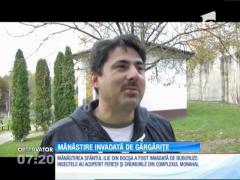 Mănăstirea Sfântul Ilie din Bocşa a fost invadată de gărgăriţe