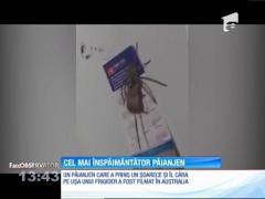 Un păianjen uriaş, filmat în timp ce încerca să ascundă un şoarece mort