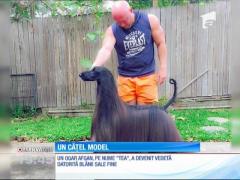 Un ogar afgan a devenit vedetă datorită blănii sale fine