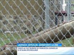 Leoparzii zăpezilor au fost sărbătoriţi la Grădina Zoologică de la Braşov.