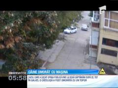 Un taximetrist din Galaţi a călcat cu intenţie un câine care dormea în curtea unei societăţi comerciale