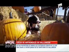 Special! Cățeii se antrenează de Halloween