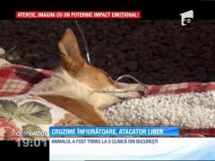 Șocant! Cățelușă tăiată cu sabia și abandonată