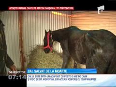 Cruzime de neimaginat. Cal bătut fără milă de stăpân şi abandonat