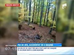 Pui de urs, accidentat de o mașină și abandonat