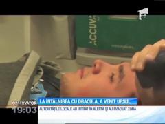 Americani atacți de urs la Brașov