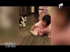 Răzbunarea unei pisici geloase