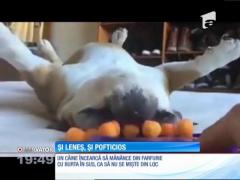 Cel mai leneş şi răsfăţat câine