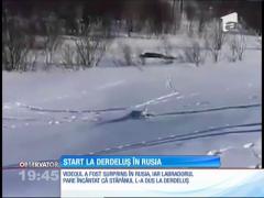 Un câine se distrează pe derdeluş