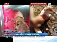 Câinele tăiat cu sabia îşi revine miraculos