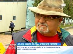 Tot mai mulţi români investesc în afacerile cu arbori exotici