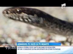 Urmărire pe viaţă şi pe moarte între un şarpe şi un pui de iguană