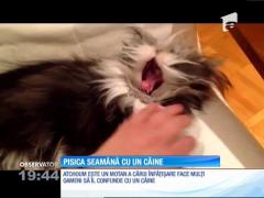 Atchoum este un motan a cărui înfățișare face mulți oameni să îl confunde cu un câine