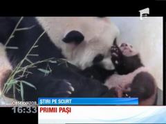 Primii pași ai unui ursuleț panda
