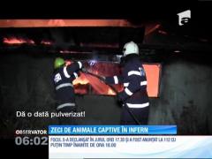Incendiu de proporţii la o fermă de lângă Dej. Mai multe animale au ars de vii