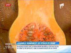 Legumele românești se strică pe câmp