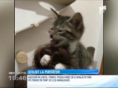 O pisică spală pe păr o femeie în timp ce o și arajeanză