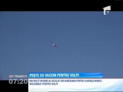 Pește cu vaccin pentru vulpi