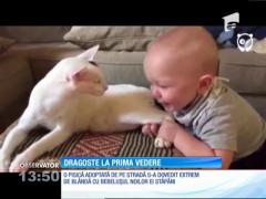 Dragoste la prima vedere între o pisică şi un bebeluş