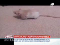 Special! Șobolanii, niște rozătoare foarte vesele