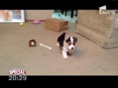 SPECIAL! Puii de corgi, mici jucării lătrătoare