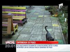 SPECIAL! Cafeneaua cu pisici