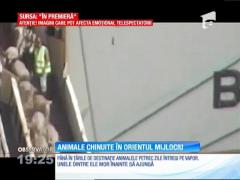 Milioane de animale din România sunt exportate pentru a fi ucise în ţări din Orientul Mjlociu
