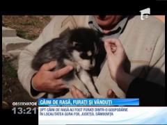 Câini de rasă, furaţi şi vânduţi