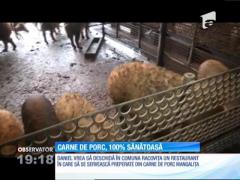 Nimic nu se compară cu friptura de porc pe masa de Crăciun. Şi mai bună e friptura de porc Mangaliţă