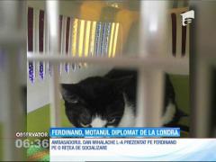 Ferdinand, noul motan oficial al Ambasadei României la Londra!