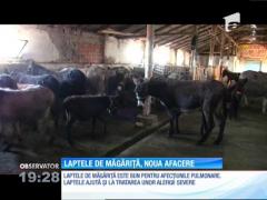 Laptele de măgăriţă, o afacere profitabilă