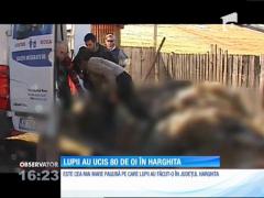 Lupii au ucis 80 de oi în Harghita