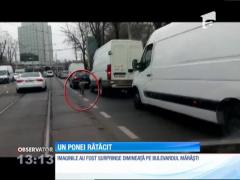 Un ponei a povocat un ambuteiaj pe Bulevardul Mărăşti din Capitală