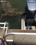 VIDEO: Pescari cu ghinion - în loc de peşte, s-au ales cu un crocodil uriaş