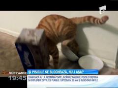 Pisicile preferă pungile şi cutiile!