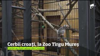 Trei locatari noi şi prietenoşi la Grădina Zoologică din Tîrgu Mureş