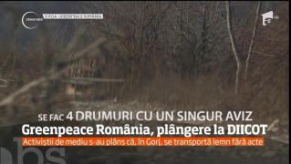 MAFIA lemnului! Activiştii Greenpeace susţin că în Gorj se transportă lemn fără acte