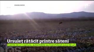 Un pui de urs le-a făcut o vizită surpriză locuitorilor unei comune din judeţul Bacău