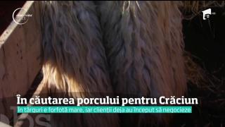 A început vânătoarea porcului de Crăciun